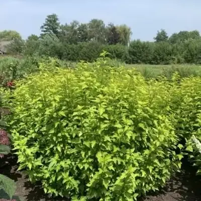 PHYSOCARPUS opulifolius 'Tiny Wine Gold'