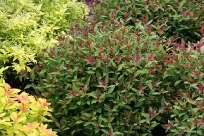 SPIRAEA japonica 'Double Play Artist'