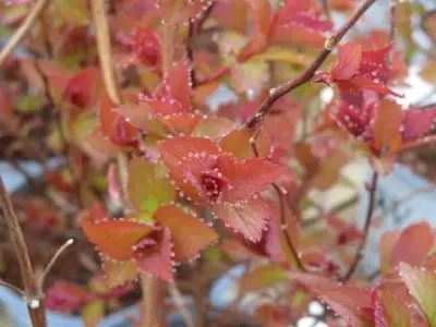 SPIRAEA japonica 'Double Play Doozie'