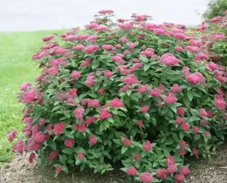 SPIRAEA japonica 'Double Play Red'