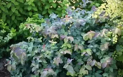 SPIRAEA japonica 'Double Play Blue Kazoo'