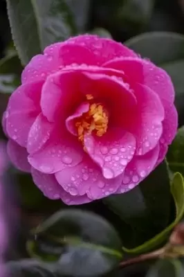 CAMELLIA japonica Pink