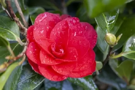 CAMELLIA japonica 'Ace of Hearts'