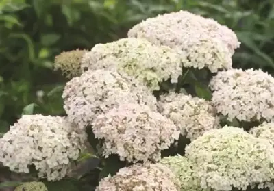 HYDRANGEA arborescens 'BellaRagazza Blanchetta'