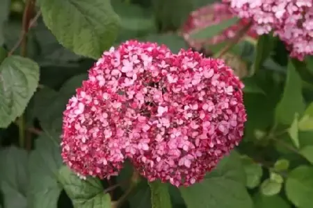 HYDRANGEA arborescens 'Pink Annabelle' - image 1