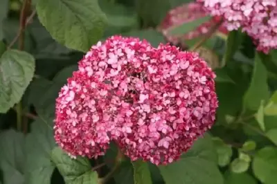 HYDRANGEA arborescens 'Pink Annabelle'