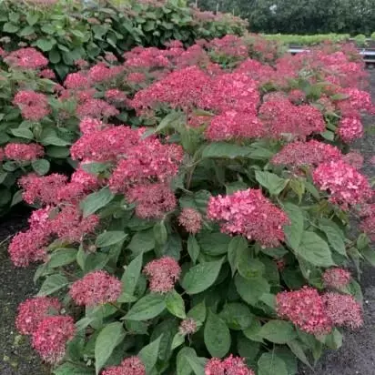 HYDRANGEA arborescens 'Ruby Annabelle'