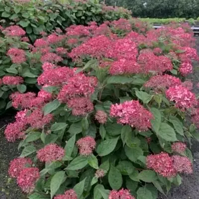 HYDRANGEA arborescens 'Ruby Annabelle'