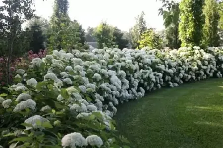 HYDRANGEA arborescens 'Strong Annabelle' - image 1