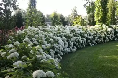 HYDRANGEA arborescens 'Strong Annabelle'