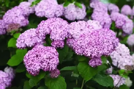 HYDRANGEA arborescens 'Sweet Annabelle' - image 1
