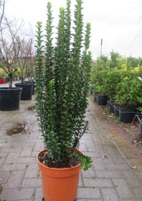 EUONYMUS japonicus 'Green Spire' - image 2