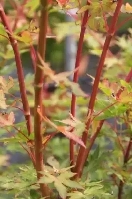 ACER palmatum 'Sango-kaku' - image 1