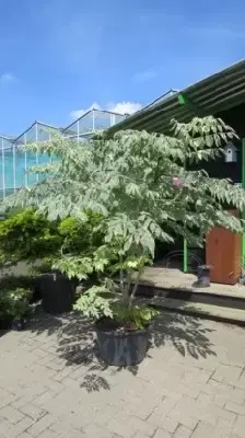 ARALIA elata 'Variegata' - image 5