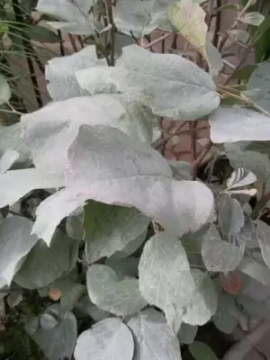 FOTHERGILLA x intermedia 'Blue Shadow'