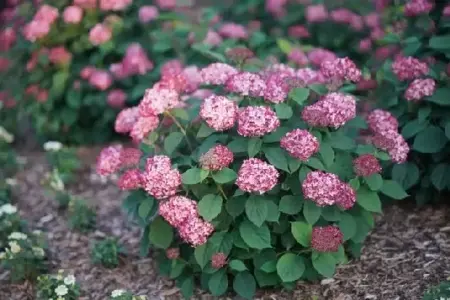 HYDRANGEA arborescens 'Ruby Annabelle' - image 1