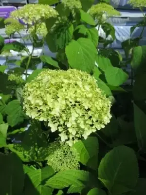 HYDRANGEA arborescens 'Strong Annabelle' - image 2