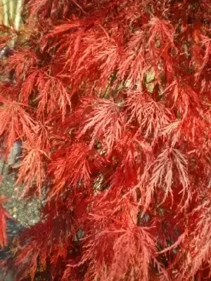 ACER palmatum dissectum 'Garnet'
