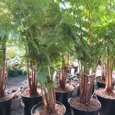 CYATHEA cooperi