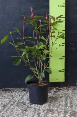 PHOTINIA x fraseri 'Red Robin'
