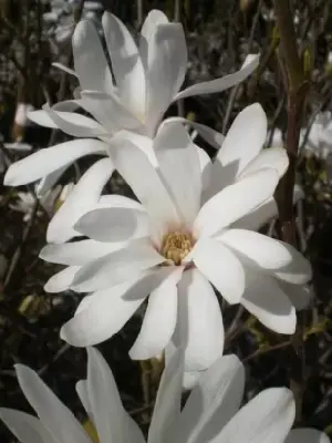 MAGNOLIA stellata