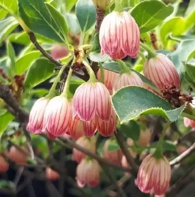 ENKIANTHUS campanulatus