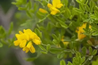 GENISTA 'Porlock'