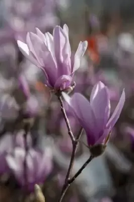 MAGNOLIA 'George Henry Kern'