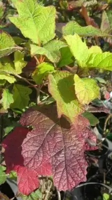 HYDRANGEA quercifolia 'Alice'