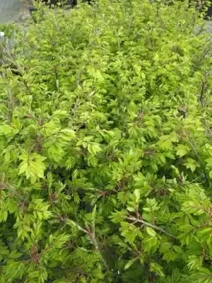 EUONYMUS alatus 'Compactus' - image 1