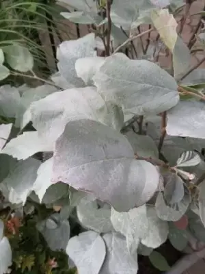 FOTHERGILLA x intermedia 'Blue Shadow' - image 1