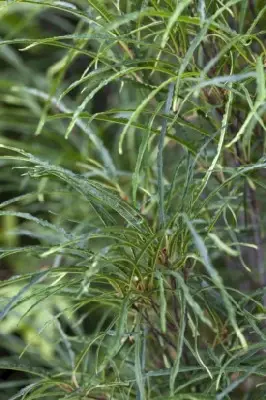 FRANGULA alnus 'Fine Line' - image 2