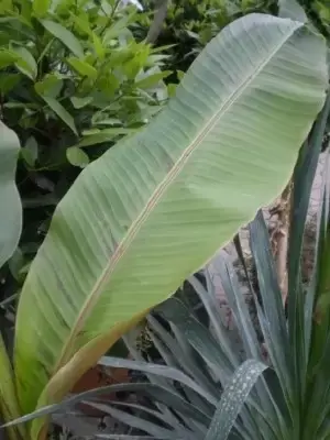 MUSA sikkimensis 'Red Tiger'