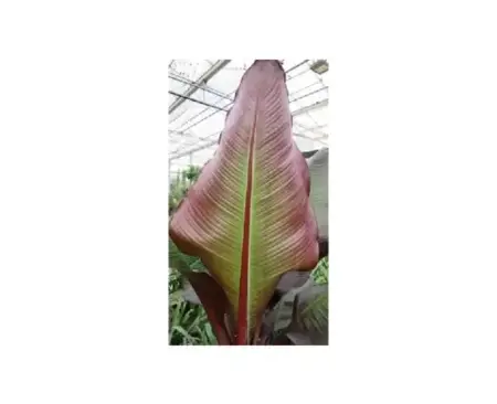 ENSETE ventricosum 'Maurelii' - image 1