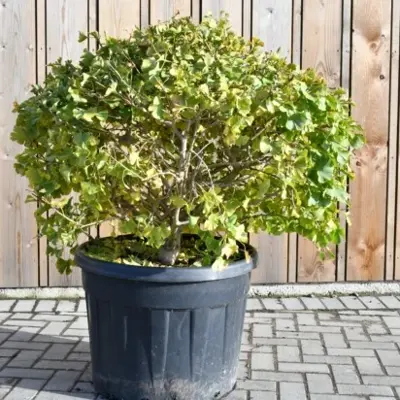 GINKGO biloba 'Globosa' - image 2