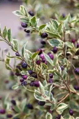 MYRTUS communis 'Variegata'