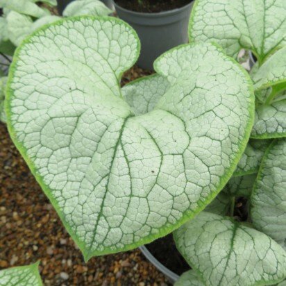 BRUNNERA macrophylla 'Sea Heart'