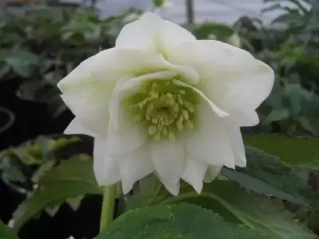 HELLEBORUS x hybridus 'Harvington Double White'