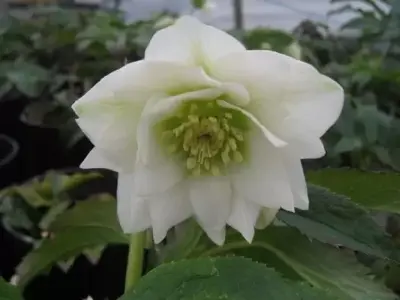 HELLEBORUS x hybridus 'Harvington Double White'