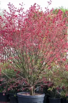 EUONYMUS alatus 'Compactus' - image 4