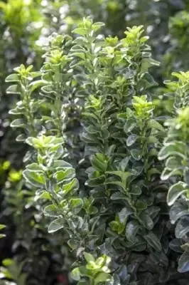 EUONYMUS japonicus 'Benkomasaki'