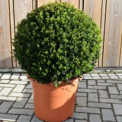 TAXUS baccata