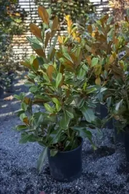 MAGNOLIA grandiflora 'Praecox' - image 1
