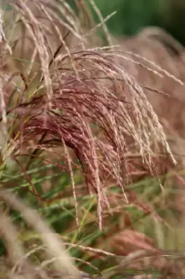 MISCANTHUS sinensis 'Red Chief'