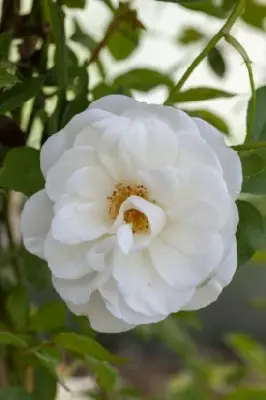 ROSA 'Climbing Iceberg'
