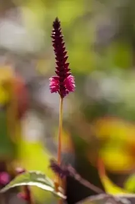 BISTORTA amplexicaulis 'Speciosa'