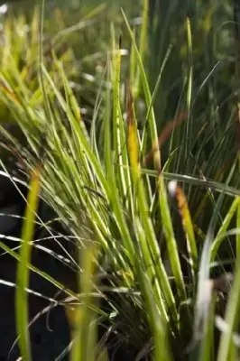 ACORUS gramineus 'Variegatus'