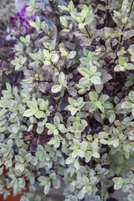 PITTOSPORUM tenuifolium 'Bannow Bay'