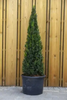 TAXUS baccata
