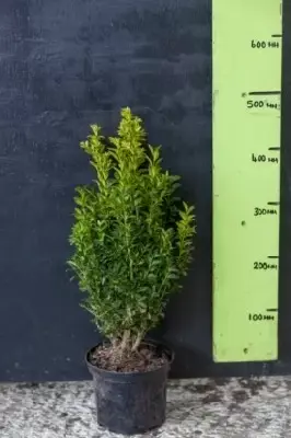 BUXUS sempervirens